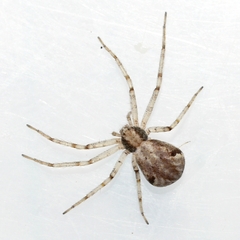 Philodromus