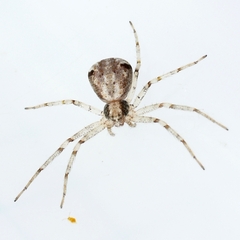 Philodromus