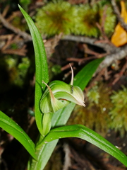 Pterostylis montana