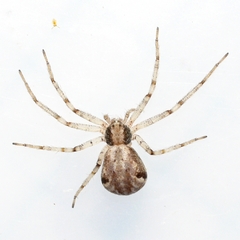 Philodromus