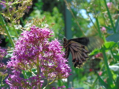 Battus polydamas psittacus