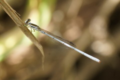 Agriocnemis argentea