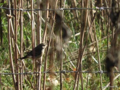 Setophaga coronata