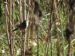 Setophaga coronata