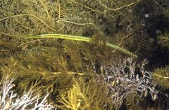 Siphonognathus argyrophanes