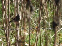 Setophaga coronata