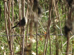 Setophaga coronata