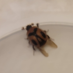 Bolbocerosoma confusum