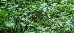 Semnornis frantzii