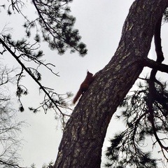 Sciurus vulgaris