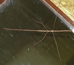 Ctenomorpha marginipennis