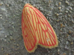 Stigmatophora roseivena