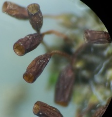 Pterygoneurum ovatum