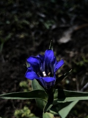 Gentiana spathacea