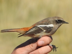 Phoenicurus erythronotus