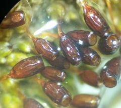 Pterygoneurum ovatum