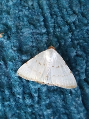 Eulepidotis alabastraria