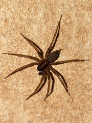 Lycosoides coarctata