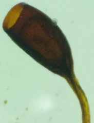 Pterygoneurum ovatum