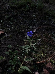 Gentiana spathacea