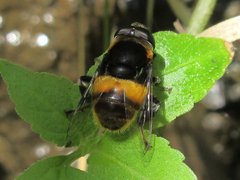 Phytomia