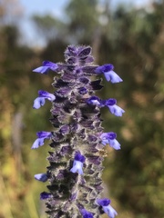 Salvia stachyoides