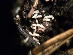 Collembola