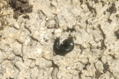 Platyhelminthes