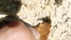 Platyhelminthes