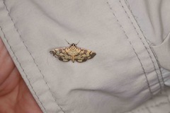Pardomima distortana