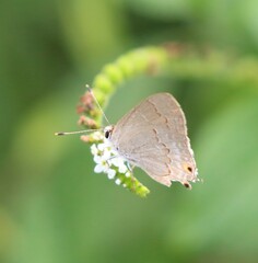 Strymon rufofusca