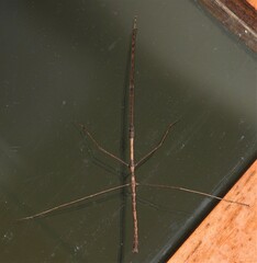 Ctenomorpha marginipennis