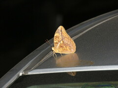 Opsiphanes boisduvallii