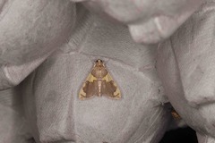 Rehimena phrynealis