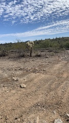 Cylindropuntia fulgida