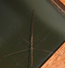 Ctenomorpha marginipennis