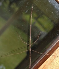 Ctenomorpha marginipennis