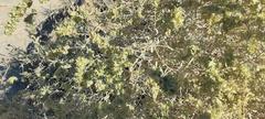 Atriplex canescens macilenta