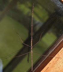 Ctenomorpha marginipennis