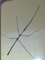 Ctenomorpha marginipennis