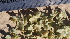 Atriplex canescens macilenta