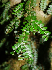 Metrosideros diffusa