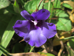 Torenia