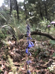 Salvia helianthemifolia