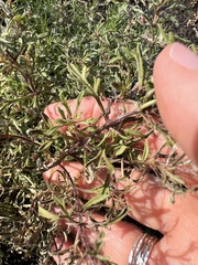 Leucospora multifida