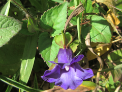 Torenia