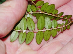 Metrosideros diffusa