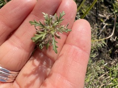 Leucospora multifida
