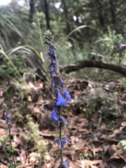 Salvia helianthemifolia