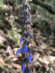 Salvia helianthemifolia